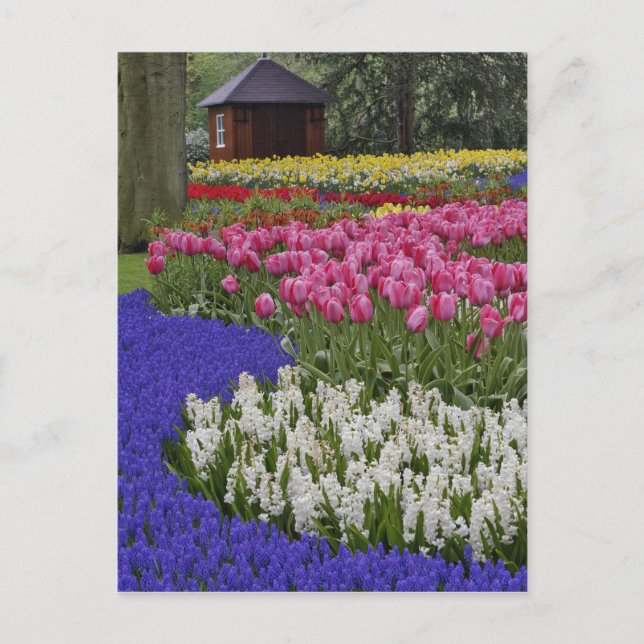 Carte Postale Garden of grape hyacinth, hyacinth and tulips, (Devant)