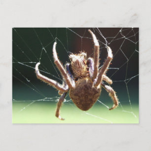 Carte postale Garden Orb Weaver Spider