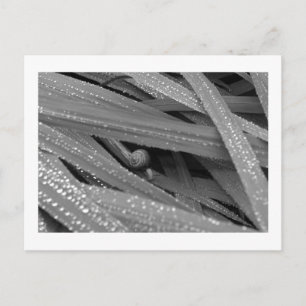 Carte postale Garden Snail