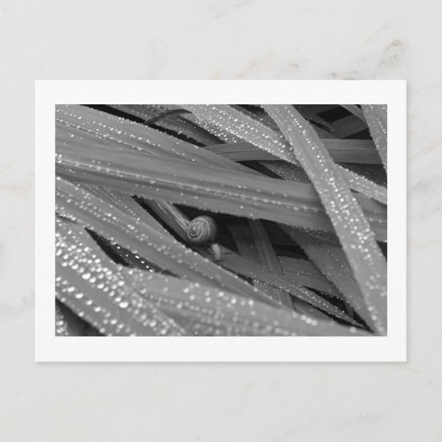 Carte postale Garden Snail (Devant)