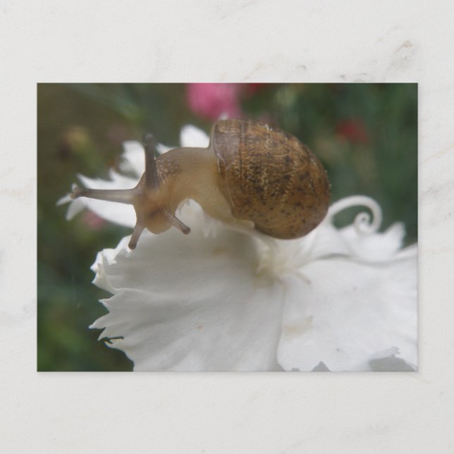 Carte postale Garden Snail and White Carnation (Devant)