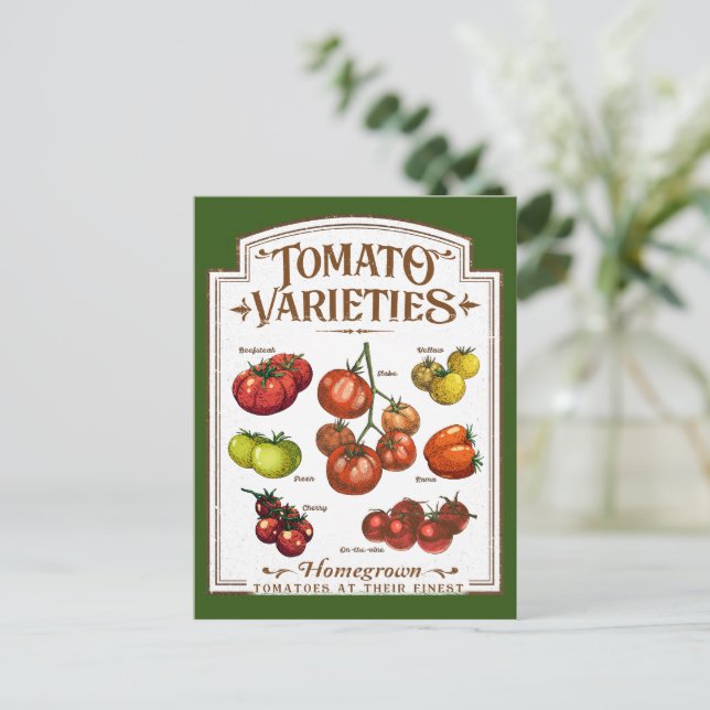 Carte Postale Gardener de tomates, jardinage de tomates végétale (Debout devant)