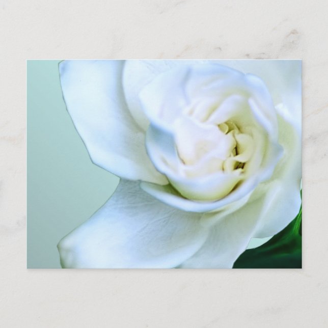 Carte Postale Gardenia (Devant)