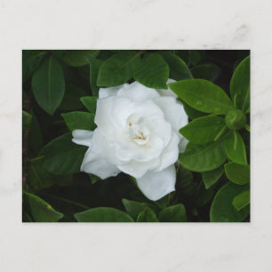 Carte postale Gardenia