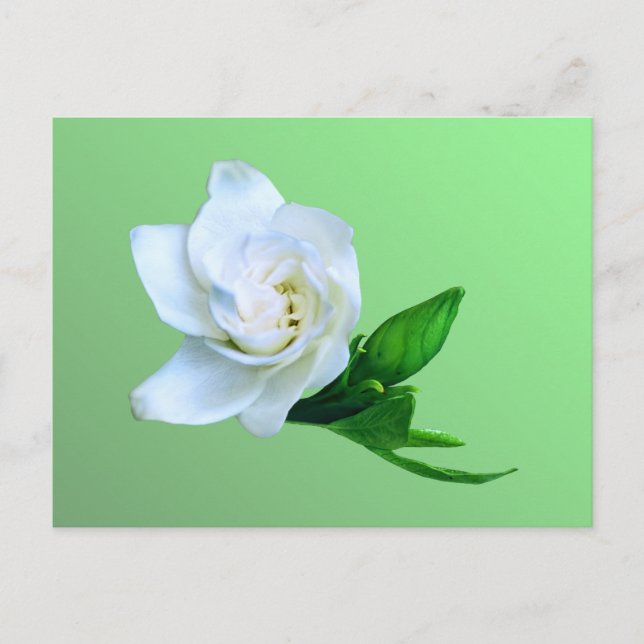 Carte Postale Gardenia (Devant)
