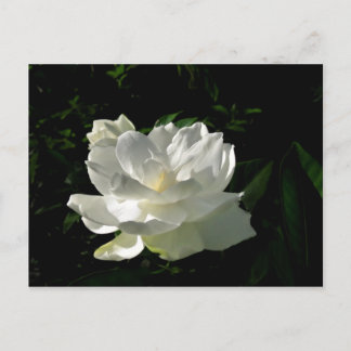 Carte postale Gardenia Blossom