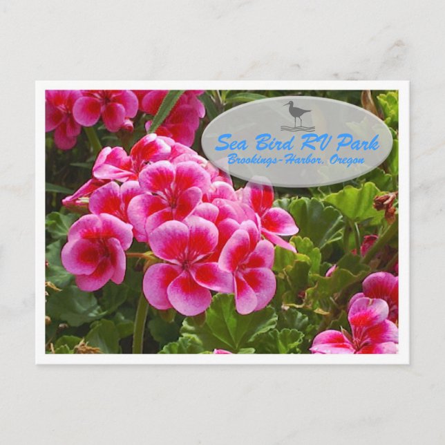 Carte Postale Gardenia Postcard (Devant)