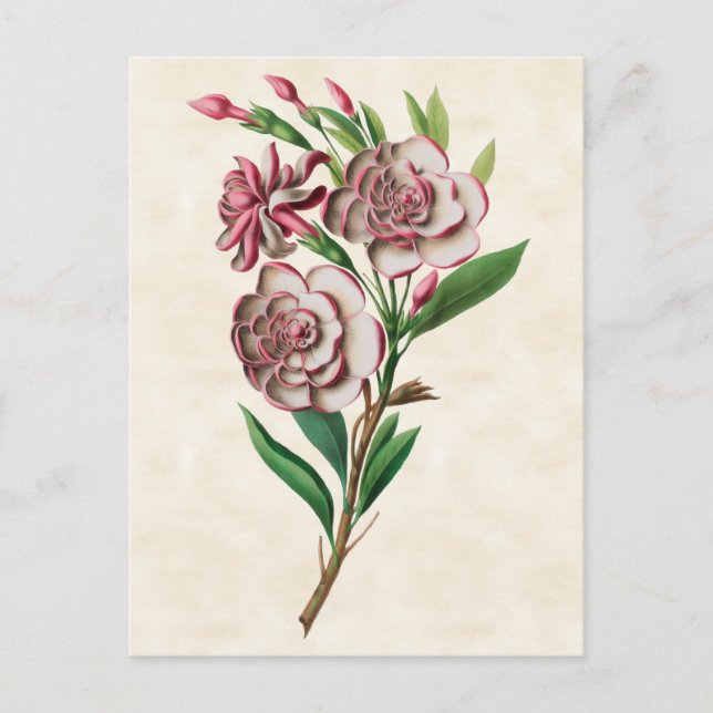 Carte Postale Gardenia Vintage Botanique (Devant)