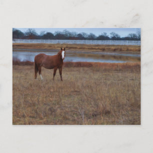 Carte Postale Garder l'étang