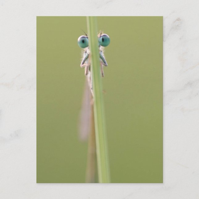 Carte Postale garder un oeil sur vous (Devant)