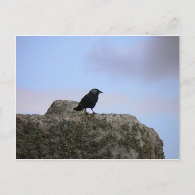 Carte Postale Gardien du Corbeau de Stone Henge (Devant)