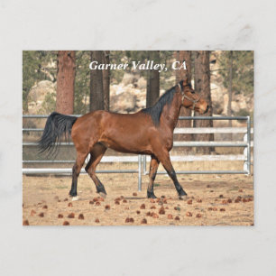 Carte postale Garner Valley
