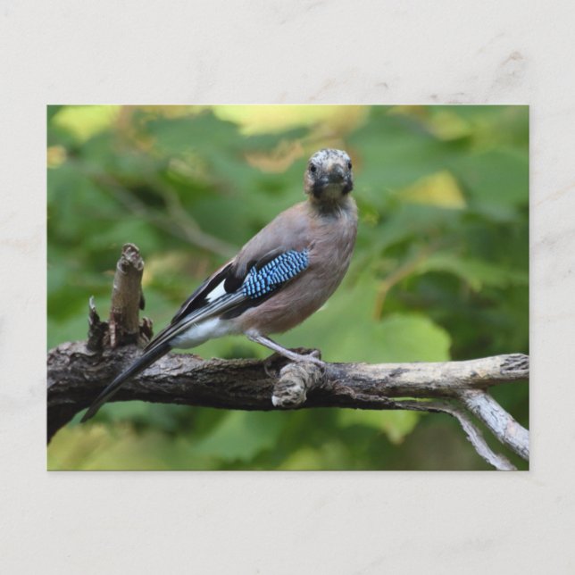 Carte Postale Garrulus glandarius - Eichelhäher (Devant)