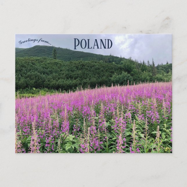 Carte Postale Gąsienicowa Valley Zakopane Pologne (Devant)