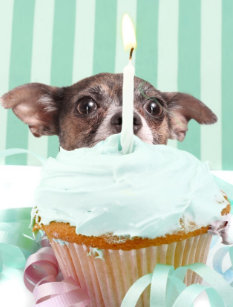 Cartes Chiwawa D Anniversaire Zazzle Fr Cartes Chiwawa D Anniversaire Zazzle Fr