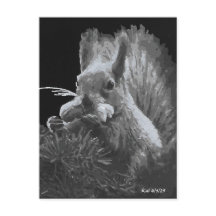 Gâteau de Paddy, Écureuil