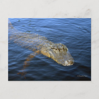 Carte postale Gator