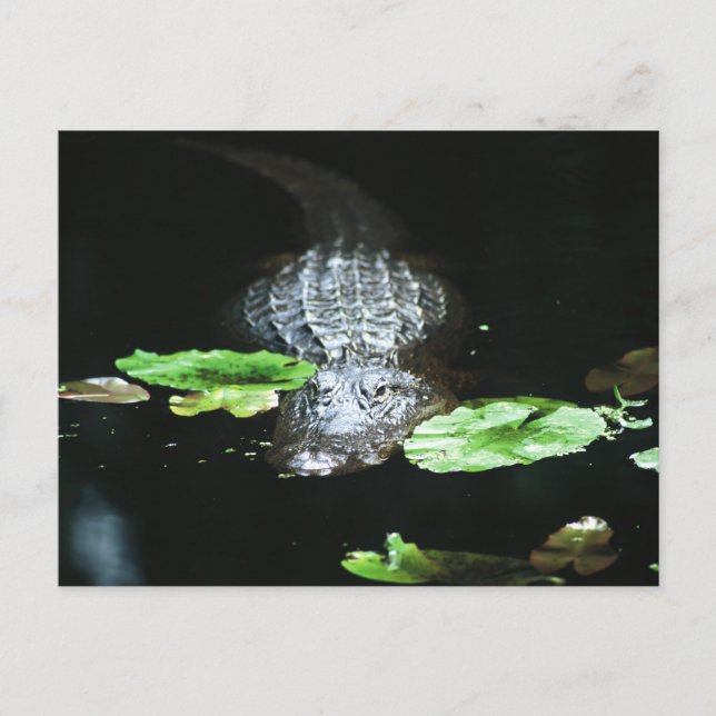 Carte Postale Gator (Devant)