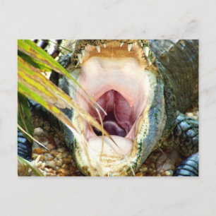 Carte Postale Gator affamé