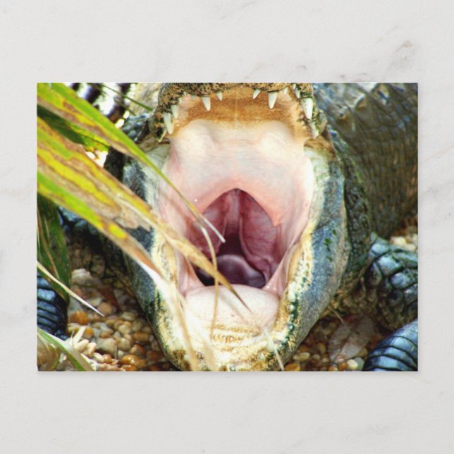 Carte Postale Gator affamé (Devant)