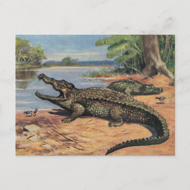 Carte postale Gator Beach (Devant)