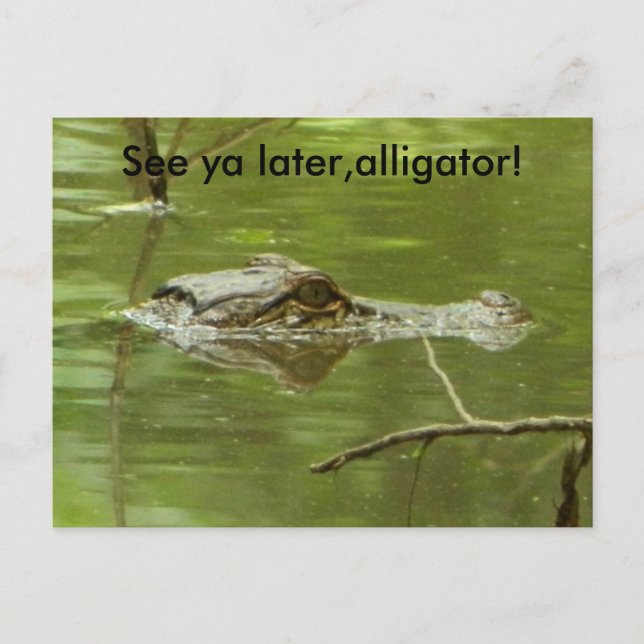 Carte Postale Gator dans l'eau près (Devant)