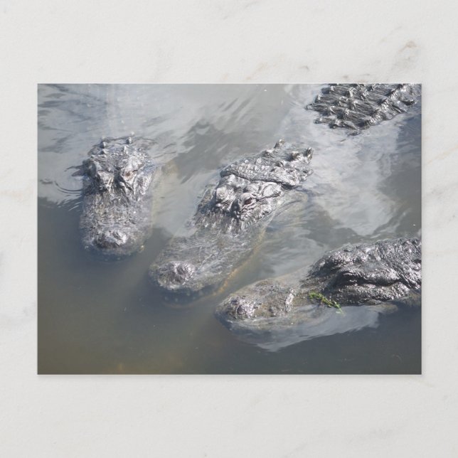 CARTE POSTALE GATOR GREETINGS (Devant)