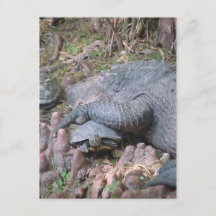 Carte postale "Gator Hugs"
