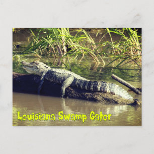Carte Postale Gator marais de Louisiane