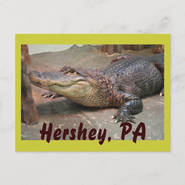 Carte Postale Gator Salutation de Hershey (Devant)