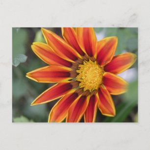 Carte postale Gazania
