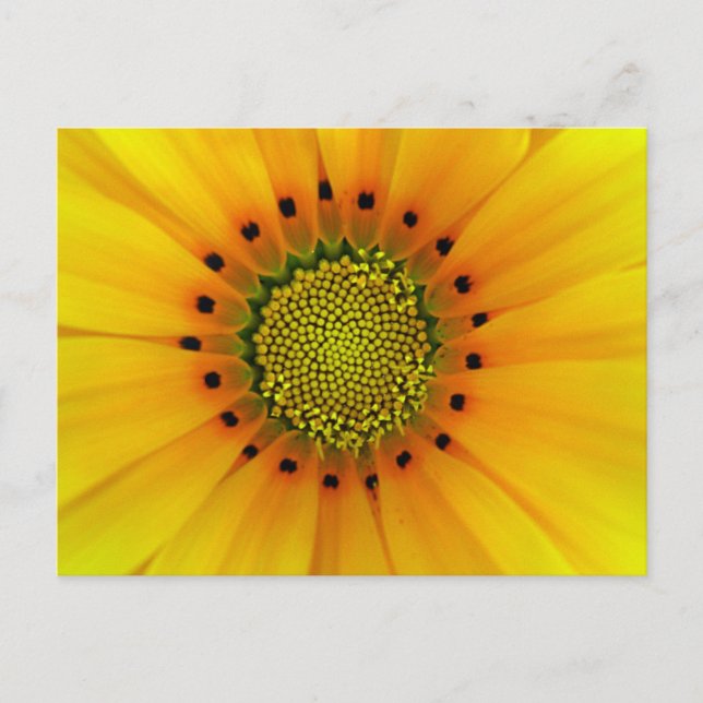 Carte Postale Gazania (Devant)