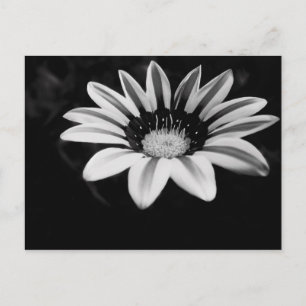 Carte Postale Gazania