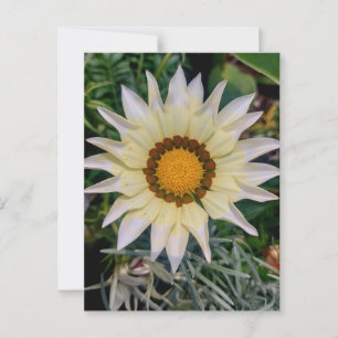 Carte Postale Gazania Flower jaune blanc