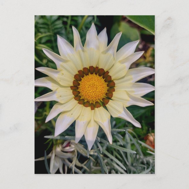 Carte Postale Gazania Flower jaune blanc (Devant)