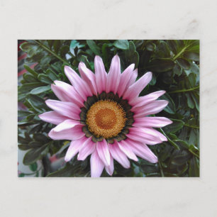 Carte Postale Gazania rose