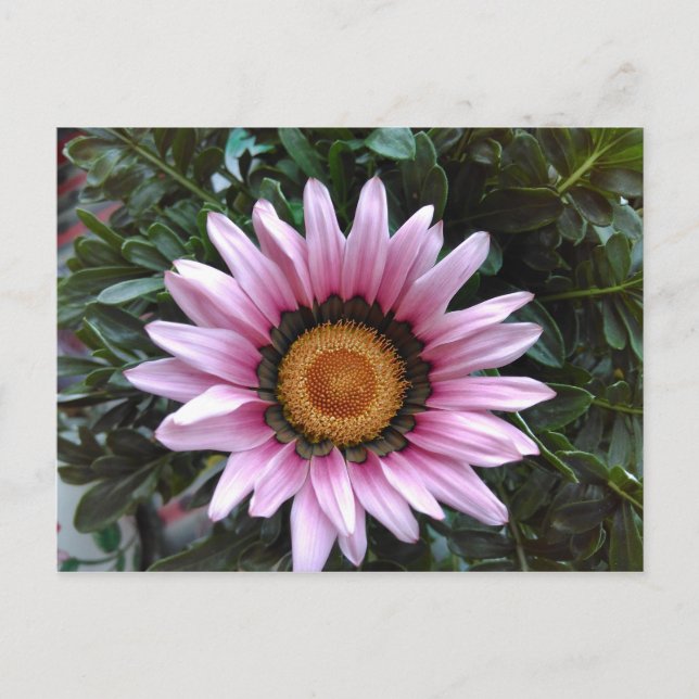 Carte Postale Gazania rose (Devant)
