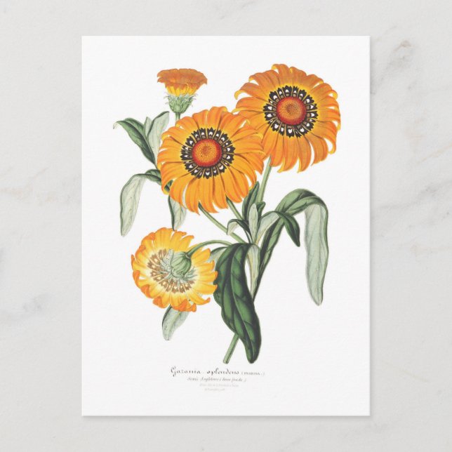Carte Postale Gazania splendens (Devant)