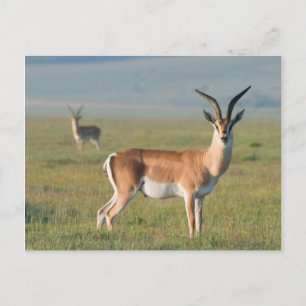 Carte Postale Gazelle de Grant, cratère du Ngorongoro, Ngorongor