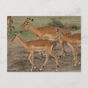 Carte Postale gazelle de mara