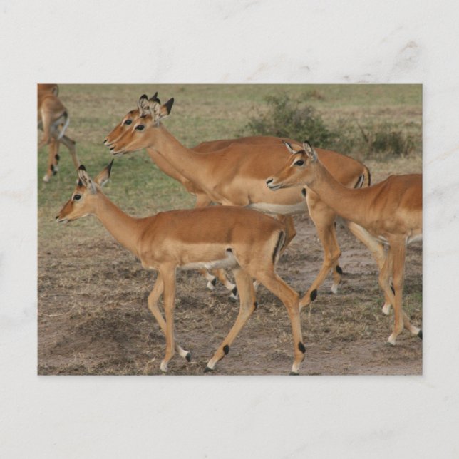Carte Postale gazelle de mara (Devant)