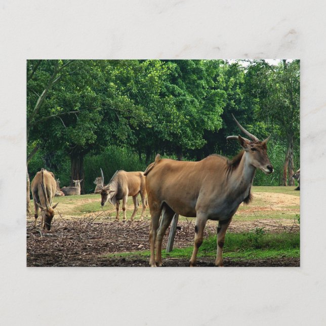 Carte Postale Gazelles (Devant)