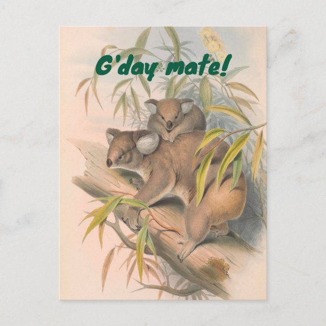 Carte Postale G'day Mate Australian Greeting avec Koalas (Devant)