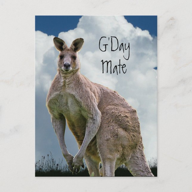 Carte postale G'Day Mate Kangaroo (Devant)