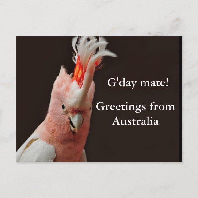 Carte Postale Gday mate ! salutations d'Australie (Devant)