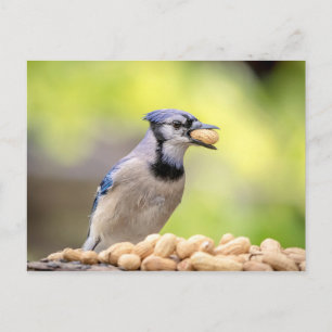 Carte Postale Geai bleu avec une cacahuète