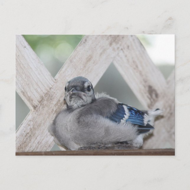 Carte Postale Geai Bleu Bébé (Devant)