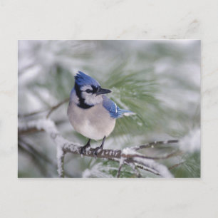 Carte Postale Geai bleu, Cyanocitta cristata