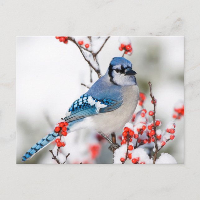 Carte Postale Geai bleu dans l'Ilex verticillé (Devant)
