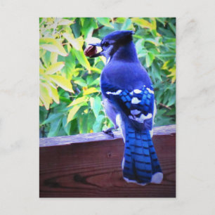 Carte Postale Geai bleu du Nord avec cacahuète - Belles plumes b